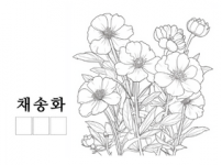 채송화.png