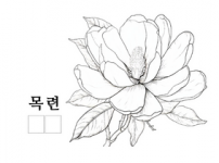 목련.png